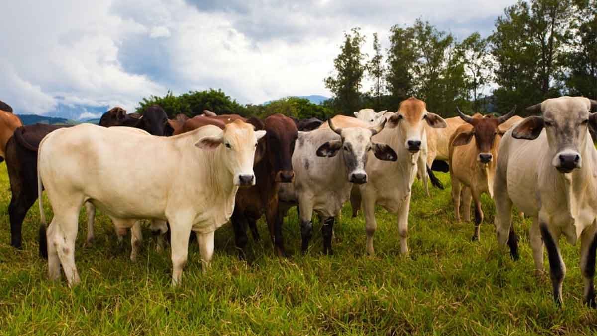 cattle from Brazil