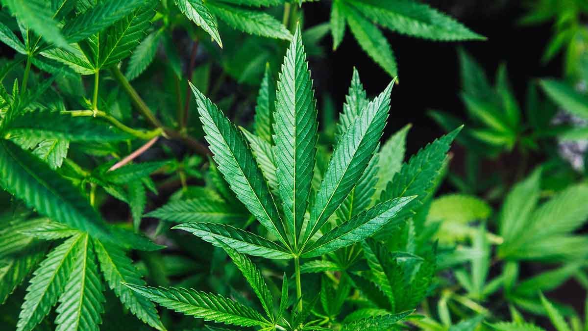 Cannabis Industry