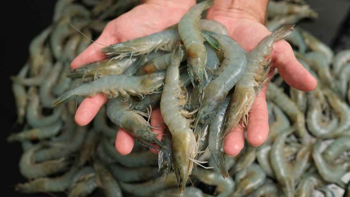 punjab shrimp farming