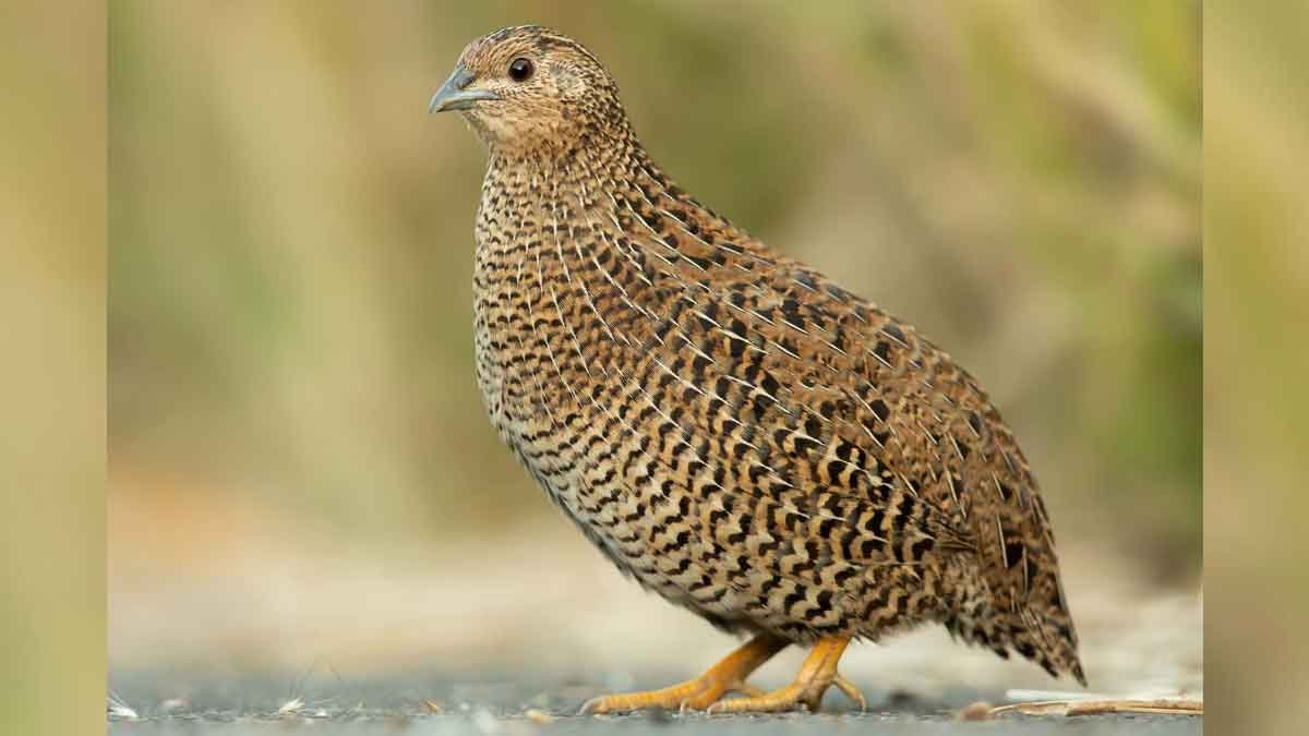 quail