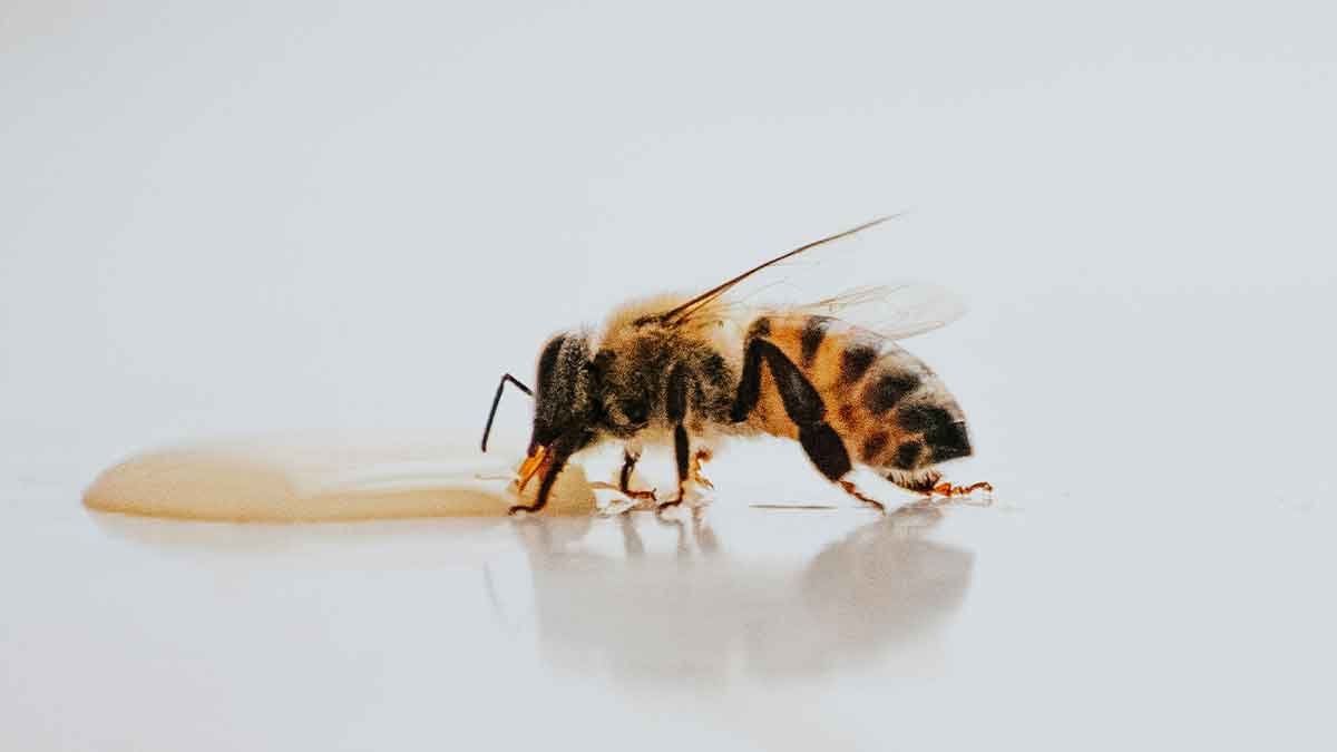 honey