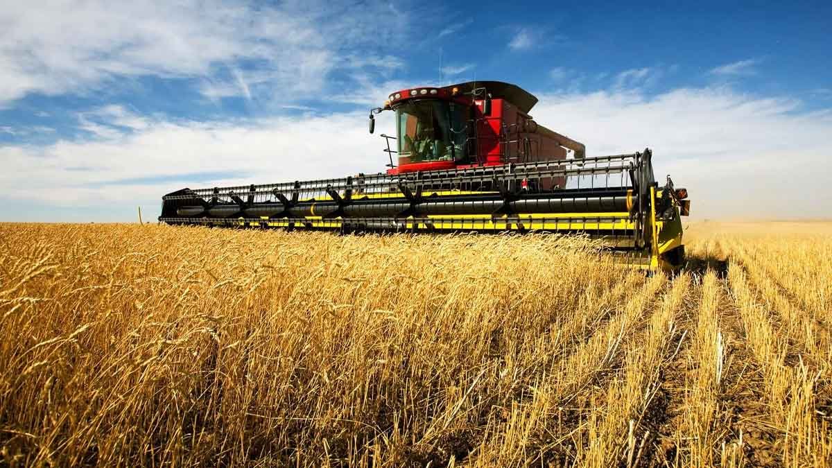 wheat