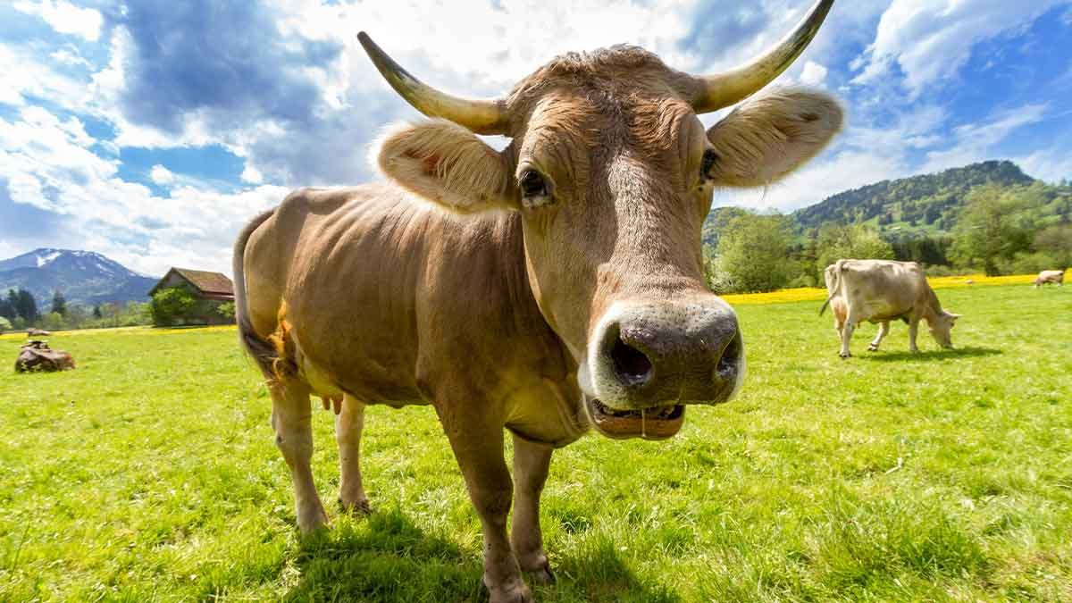 cattle