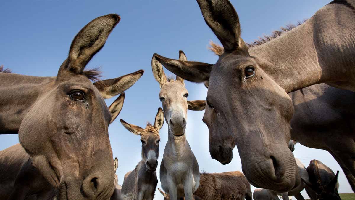 donkey