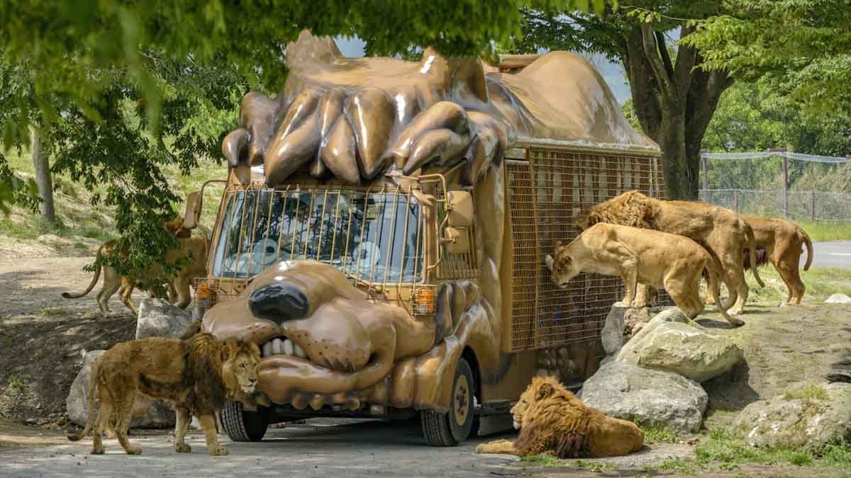 Safari Park