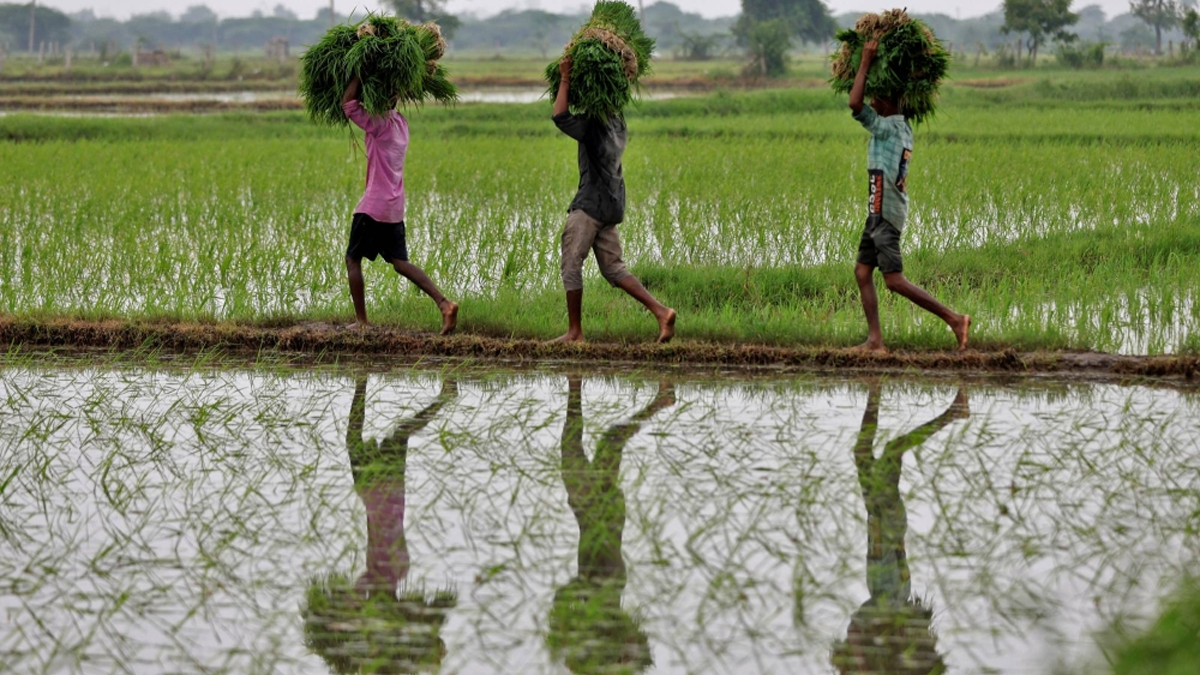 rice sowing