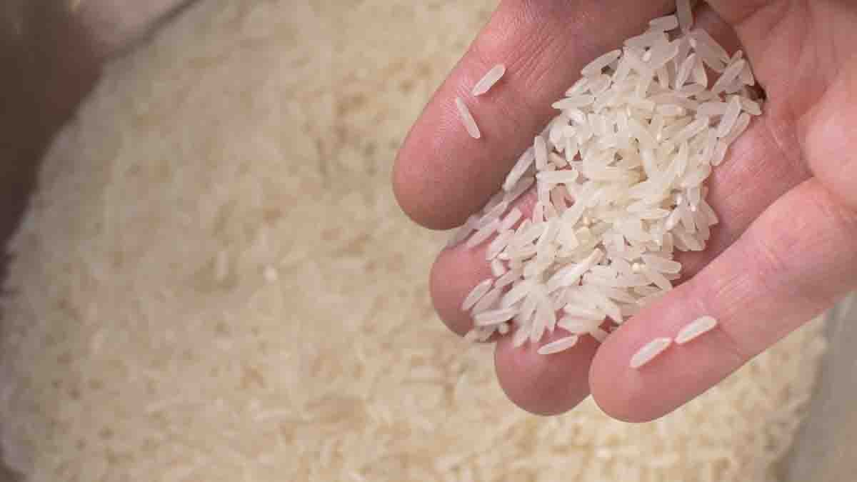rice