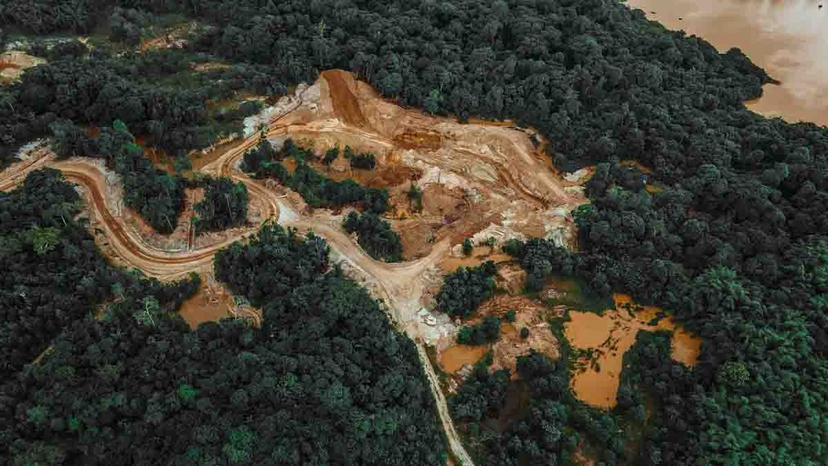 forests