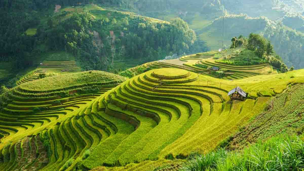 agriculture