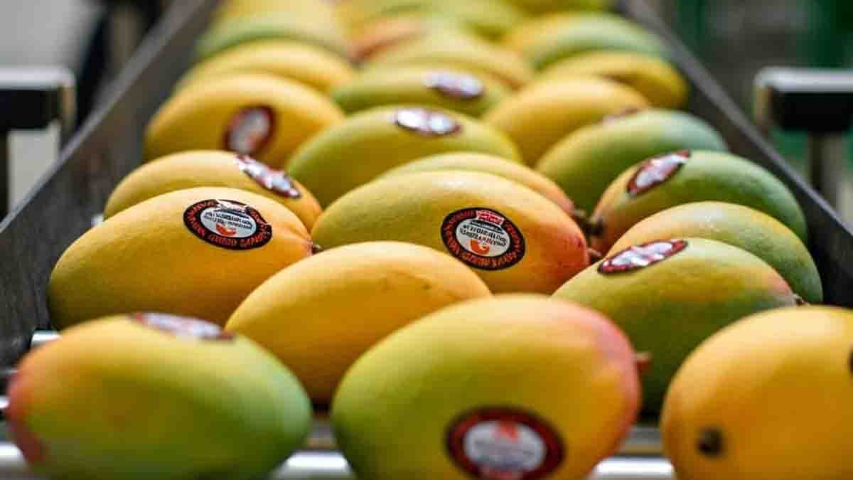 Pakistan Launches Mango Export