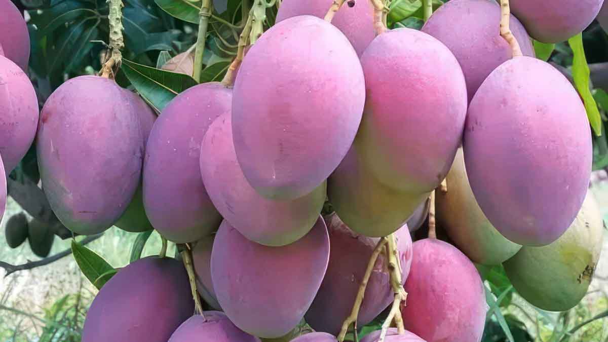 mango