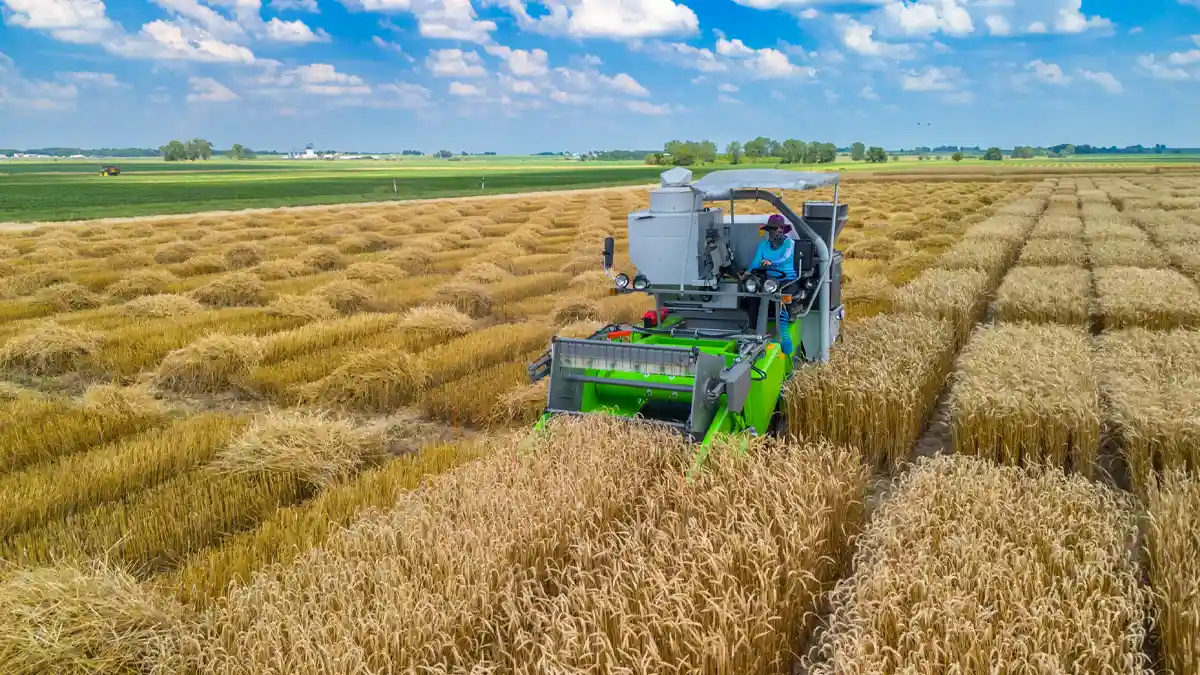 wheat farmers