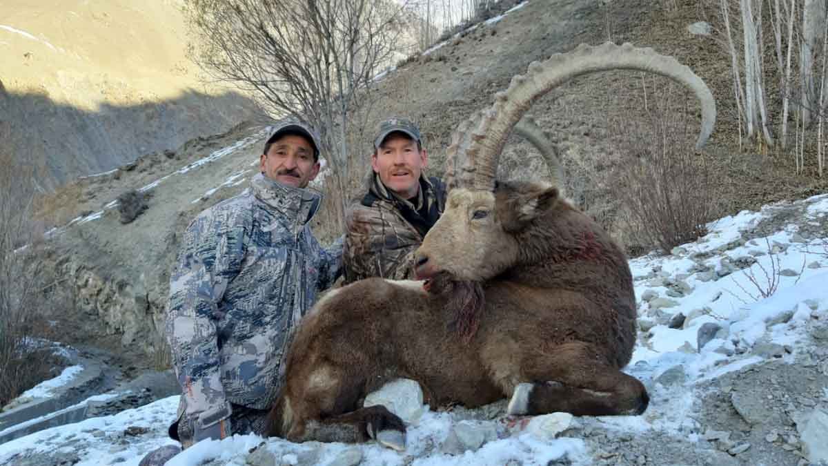 Markhor