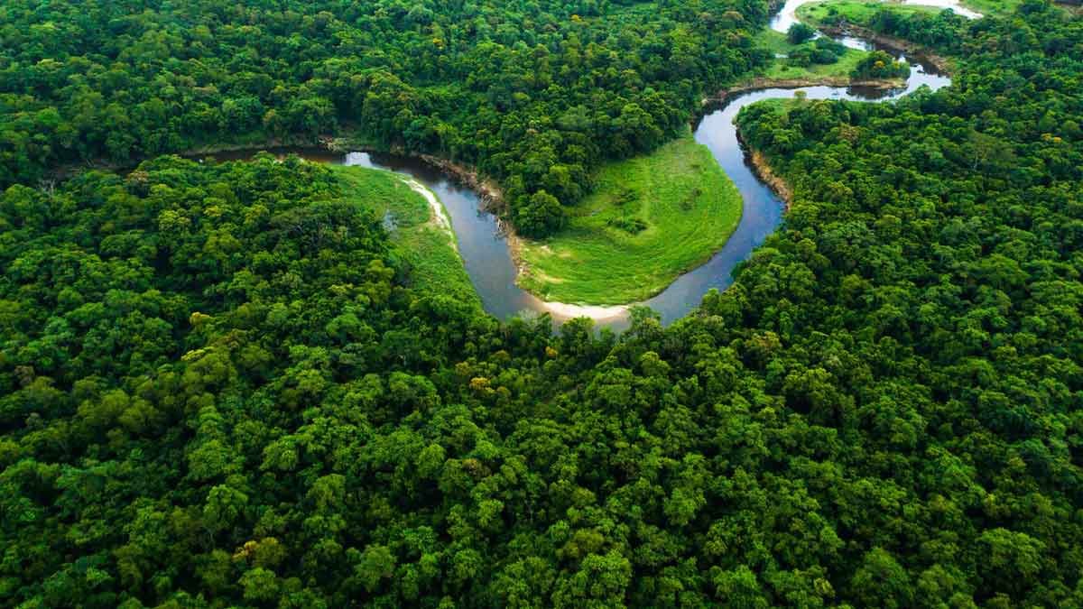 afforestation