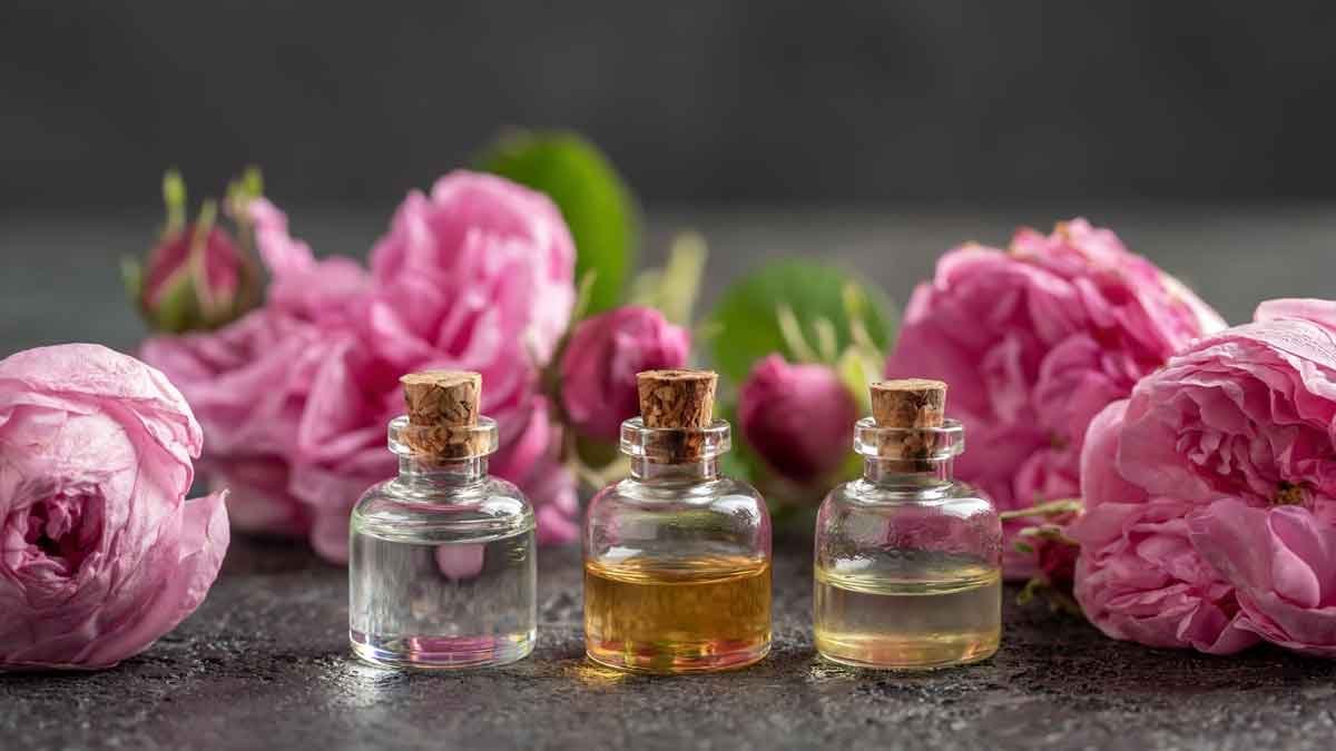 rose variety