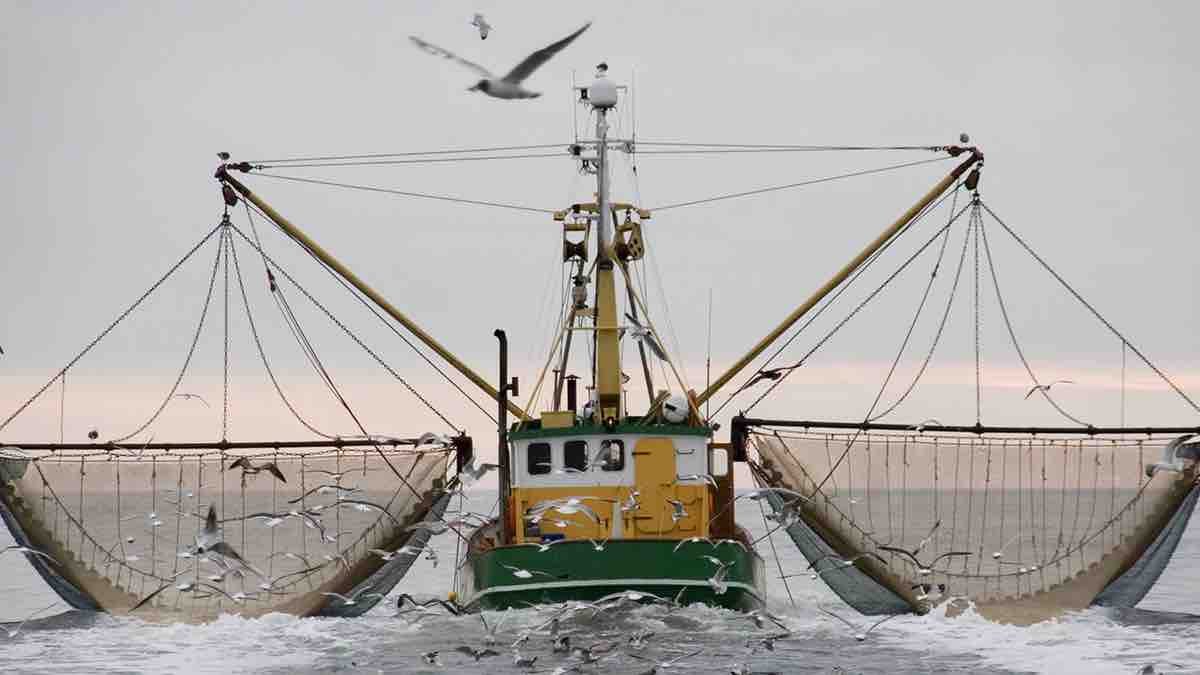 Pakistan launches sea turtle protection project to boost shrimp exports to premium markets