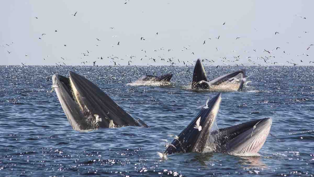 Rare sighting of endangered species of Bryde’s whales reported off the coast of Gwadar